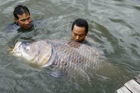 Nice Carp :) - imagescanbal2n.jpg
